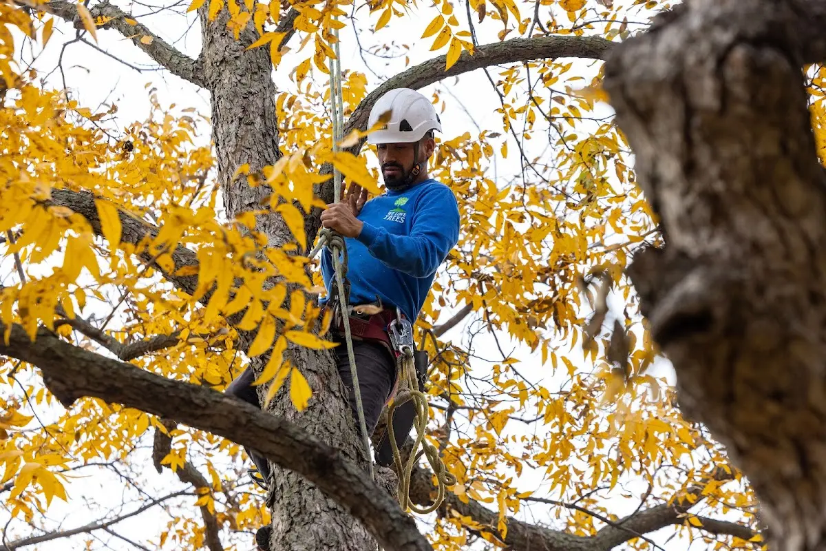 Skilled Emergency Tree Service crew working in Schofield